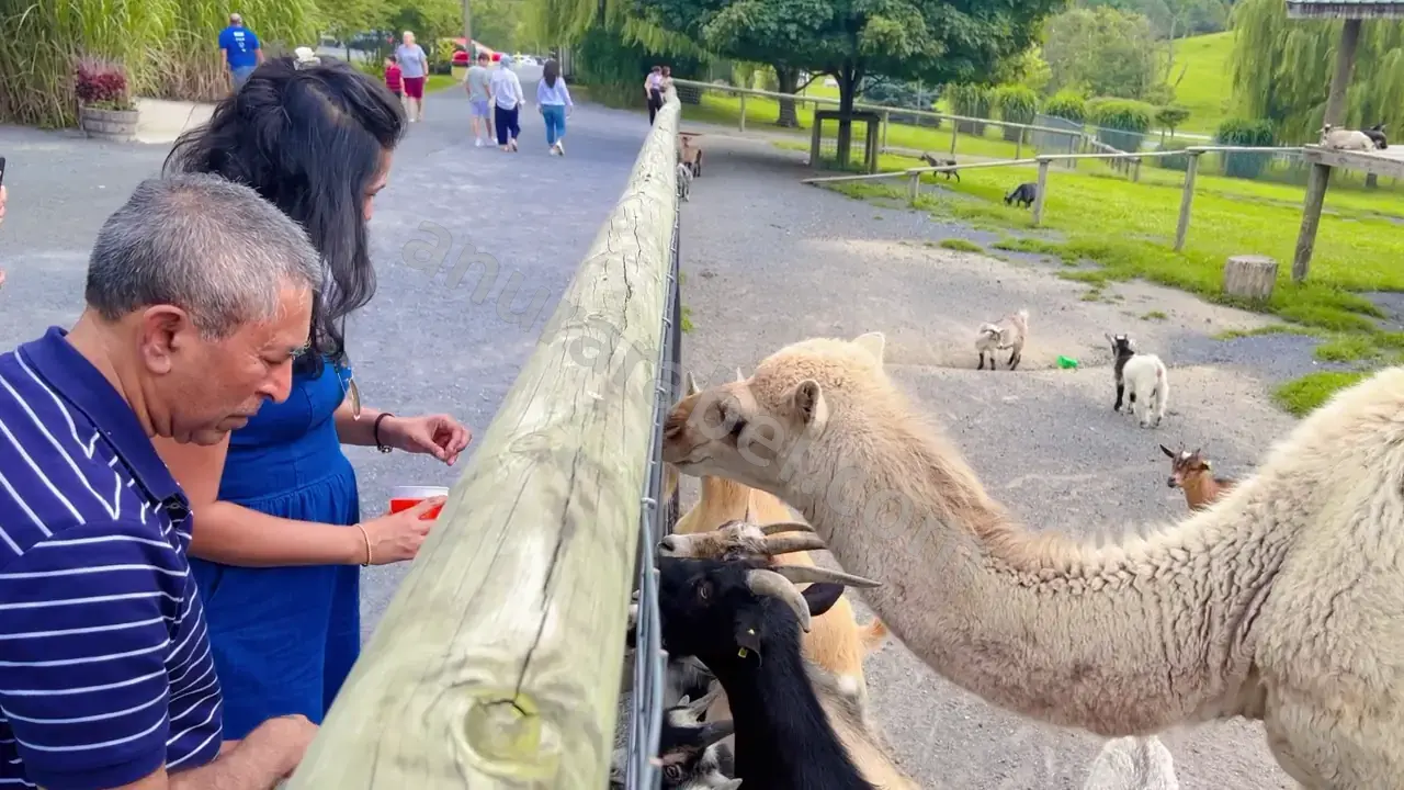 Anura and Ruwanthi feeding the animals at Virginia Safari Park in Natural Bridge, Virginia